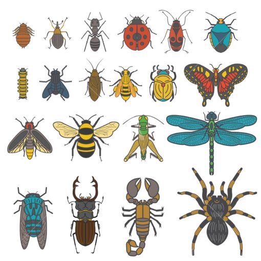 insectarium collection logo graphic design icon vector