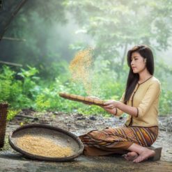 Women farmer is separating good rice free photography
