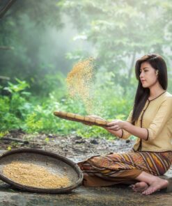 Women farmer is separating good rice free photography