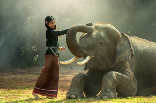 beautiful girl and the elephant free photograpy