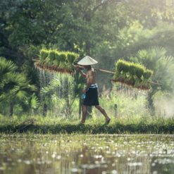 Indonesian rice farmer free photography