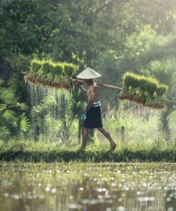 Indonesian rice farmer free photography