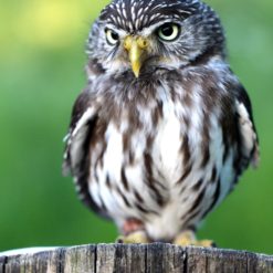 owl baby bird on a tree free photo